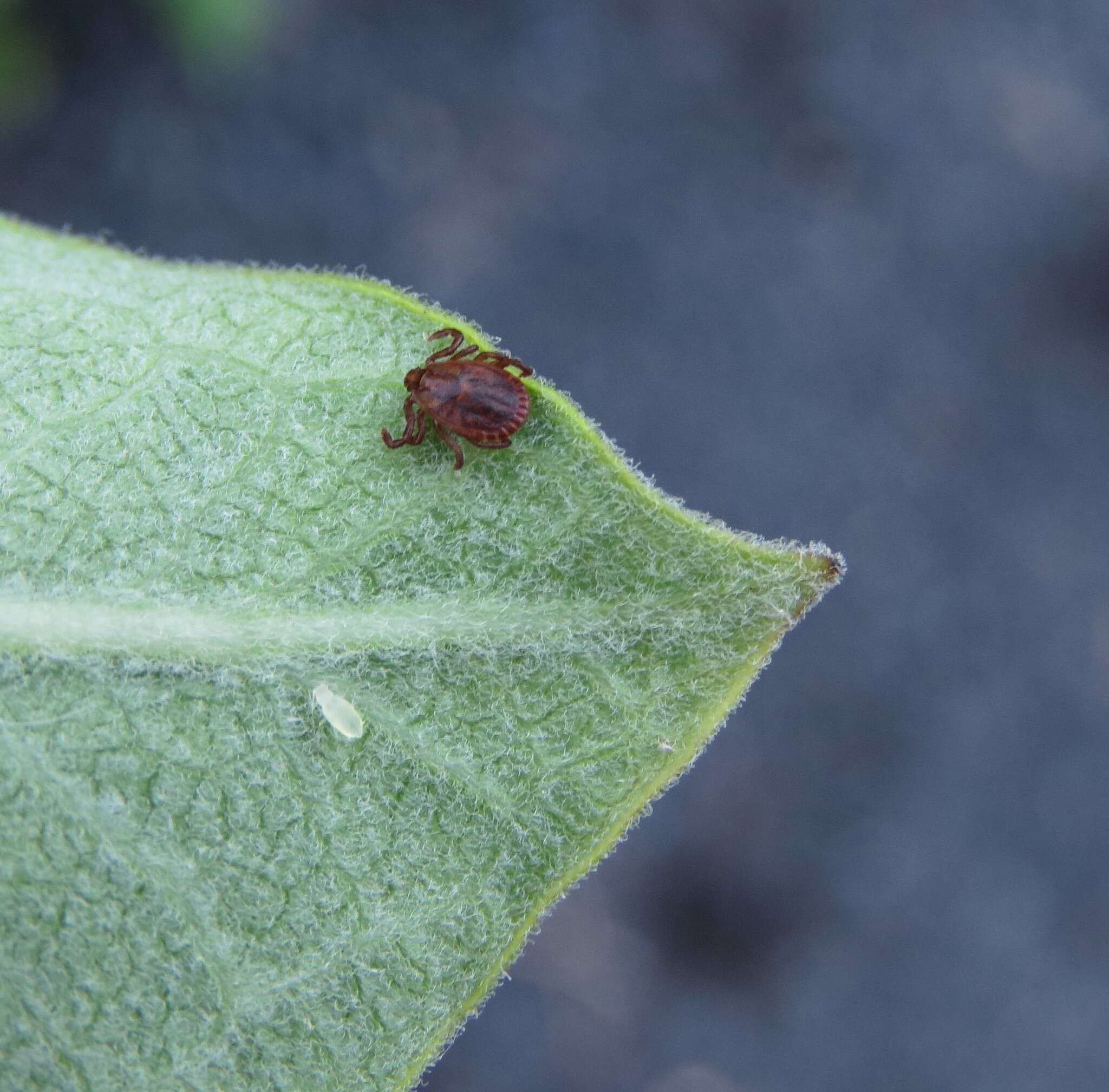 Image of Bush tick