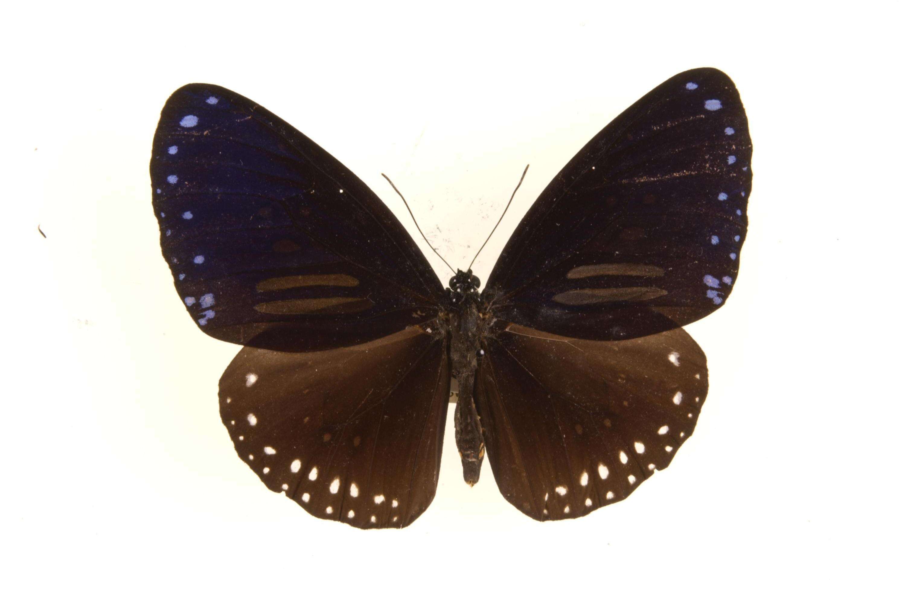 Image of Euploea sylvester Fabricius 1793