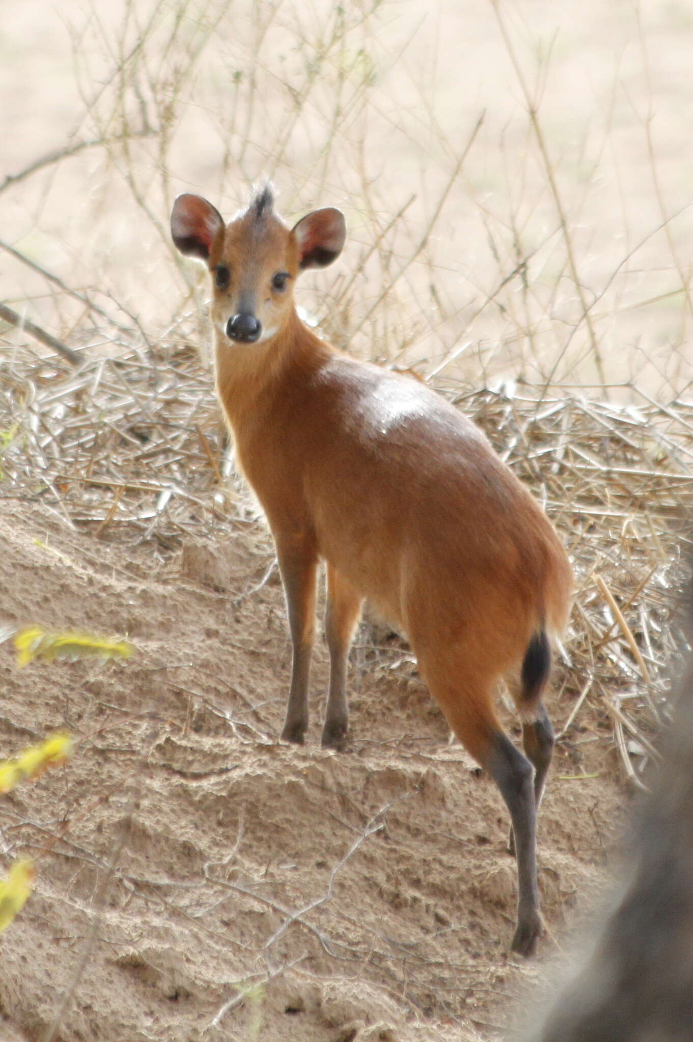 Imagem de Cephalophus rufilatus Gray 1846