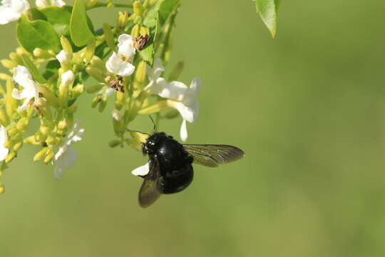 Xylocopa cubaecola Lucas 1857 resmi