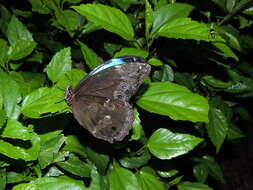 Sivun Morpho menelaus Linnaeus 1758 kuva