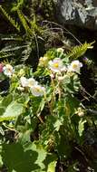 Image of Begonia micranthera Griseb.