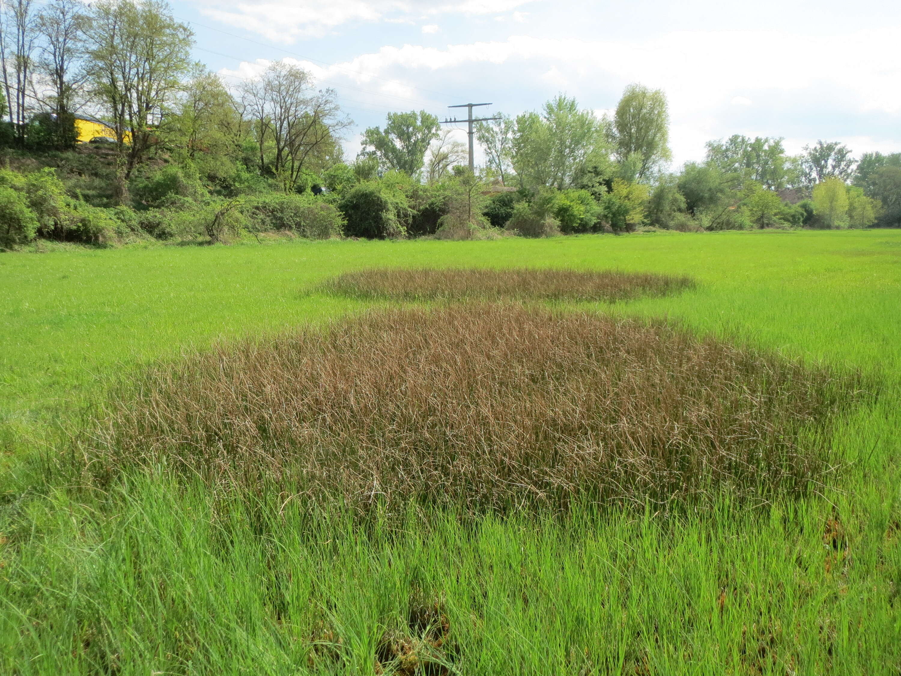 Image of sharp-flowered rush