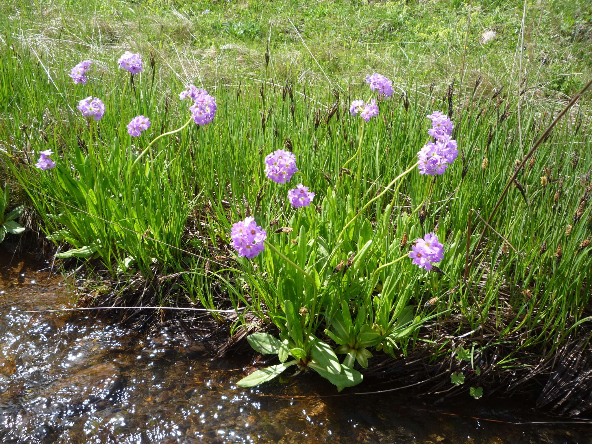 Imagem de Primula auriculata Lam.