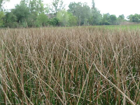 Image of sharp-flowered rush