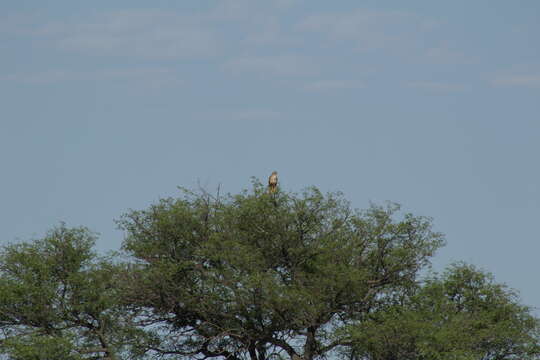 Image of Buteo buteo vulpinus (Gloger 1833)