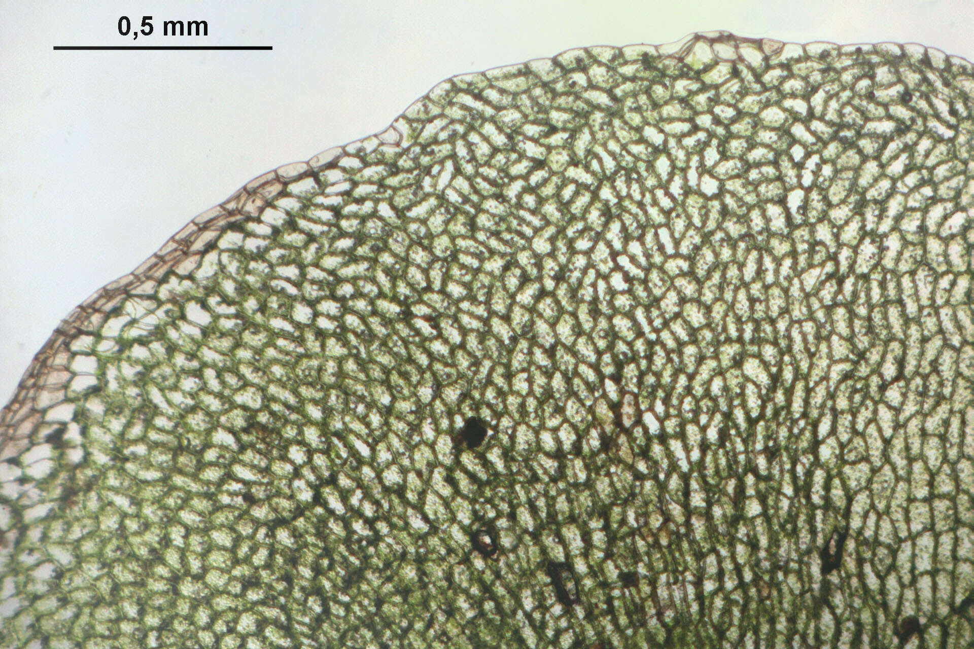 Image of overleaf pellia