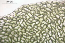 Image of overleaf pellia