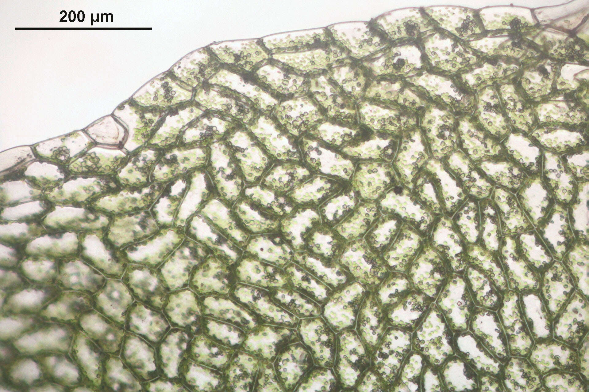 Image of overleaf pellia