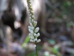 Polygala boykinii Nutt.的圖片