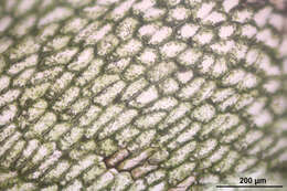 Image of overleaf pellia