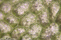 Image of overleaf pellia