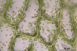 Image of overleaf pellia