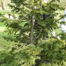 Image of Siberian fir