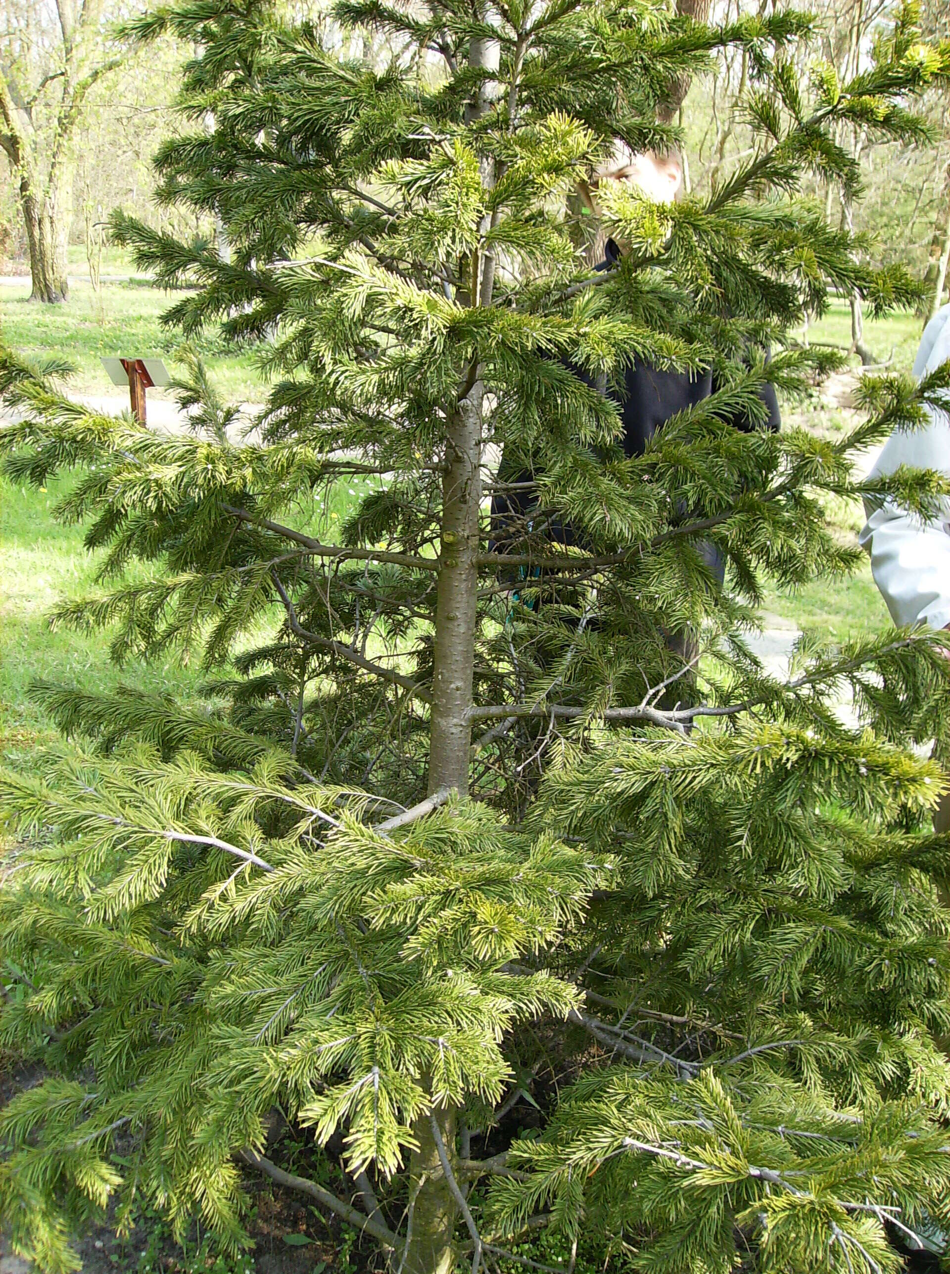 Image of Siberian Fir