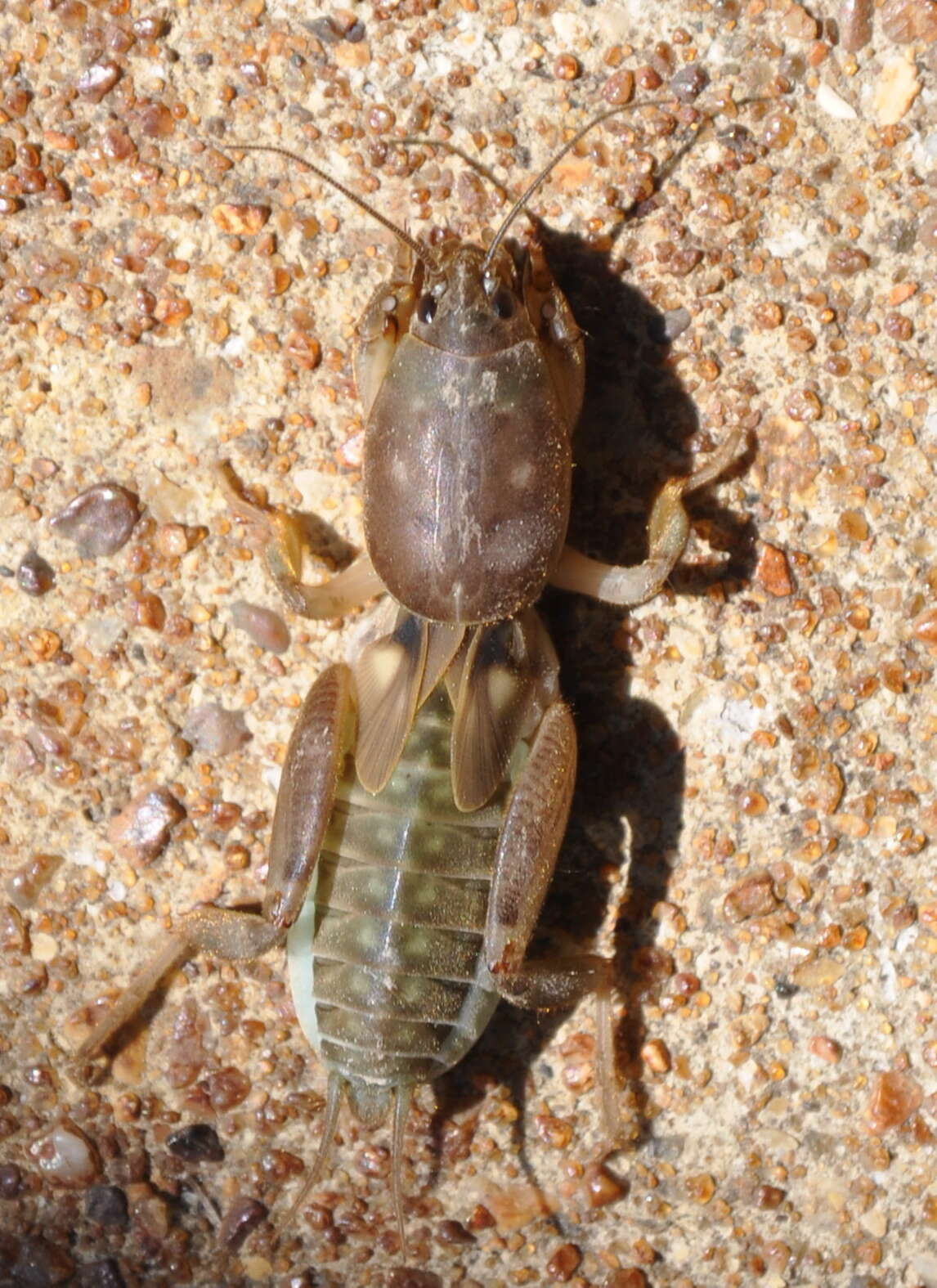 Image of Neoscapteriscus