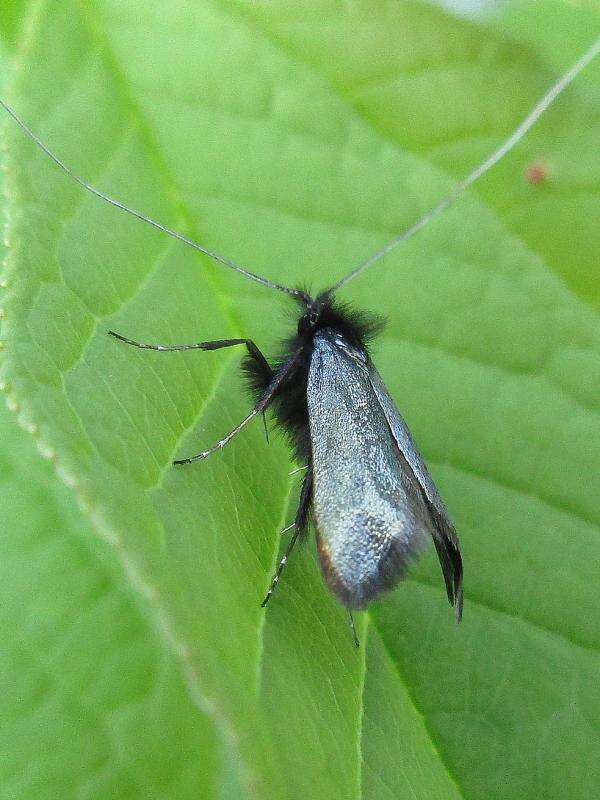 Image of Adela reaumurella