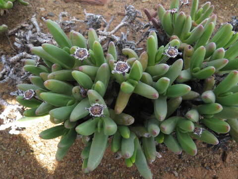 Image of Peersia macradenia (L. Bol.) L. Bol.