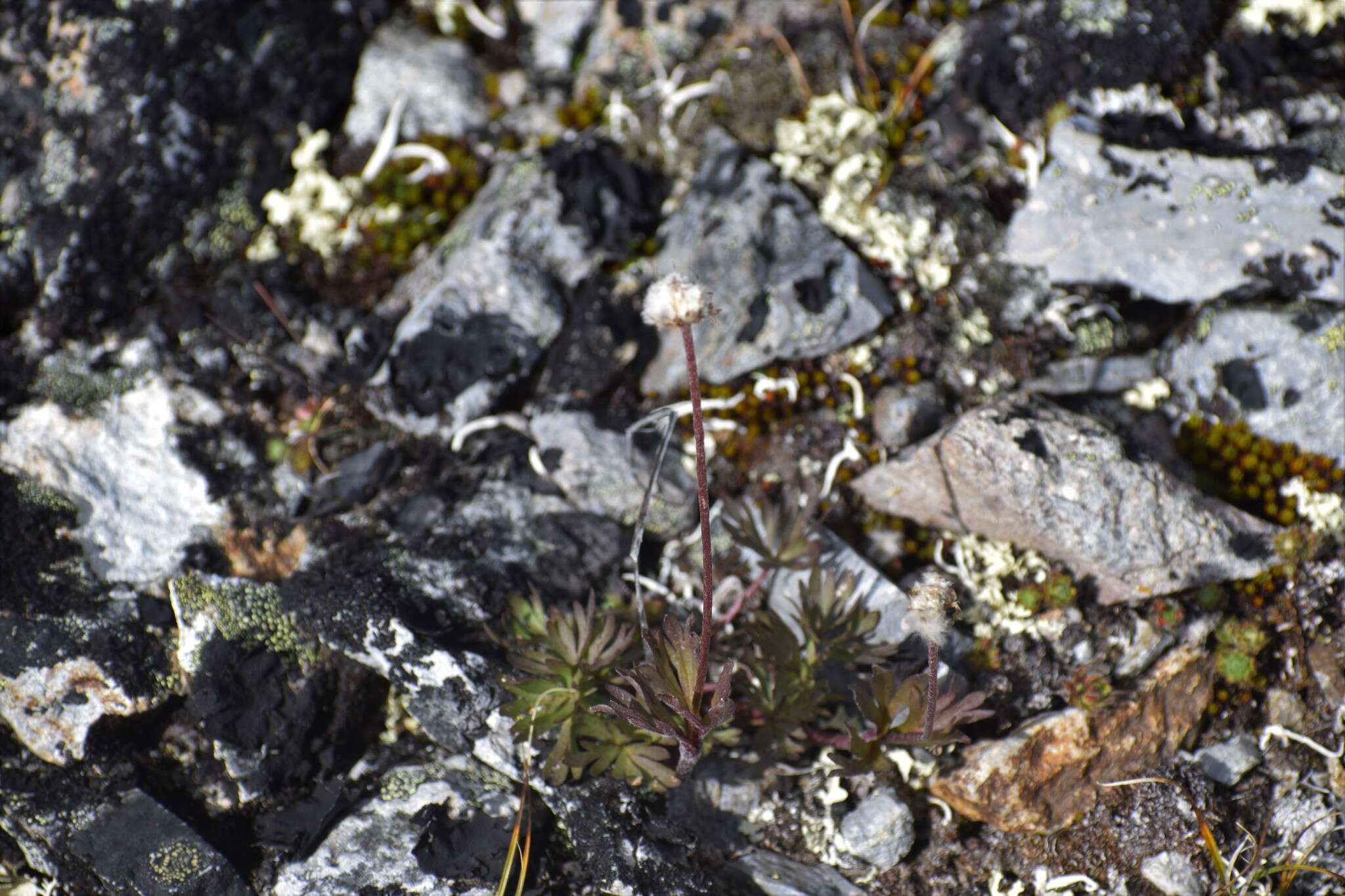 Imagem de Anemone lithophila Rydb.