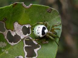 Image of Bijoaraneus legonensis (Grasshoff & Edmunds 1979)