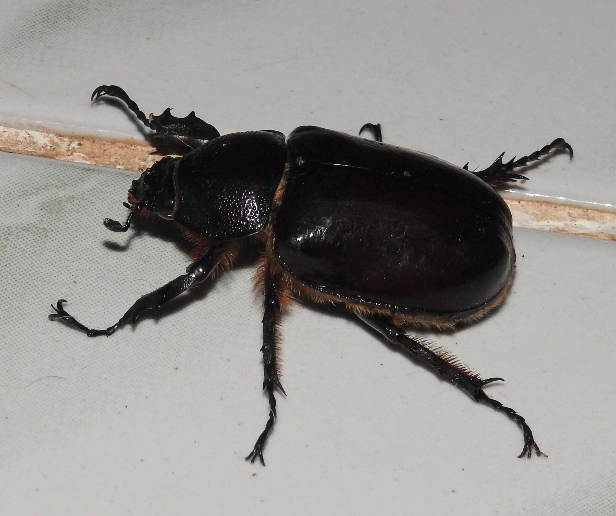 Image of Xylotrupes gideon sondaicus Silvestre 2002