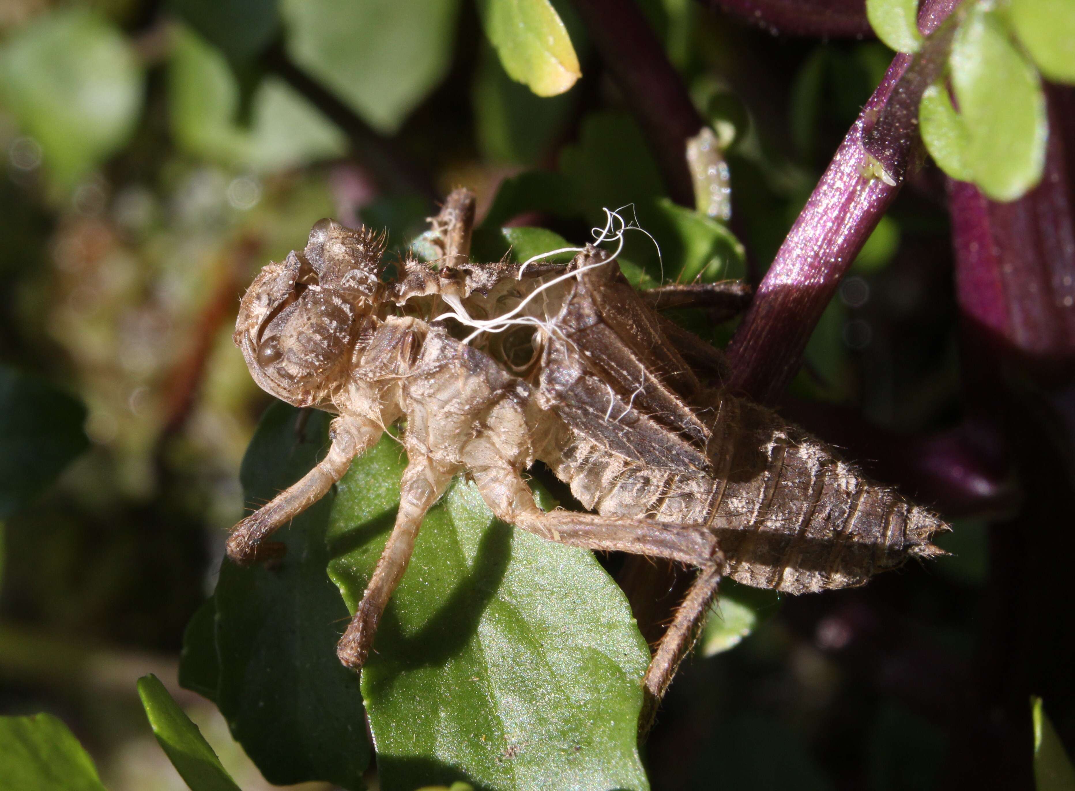 Image of Neon Skimmer