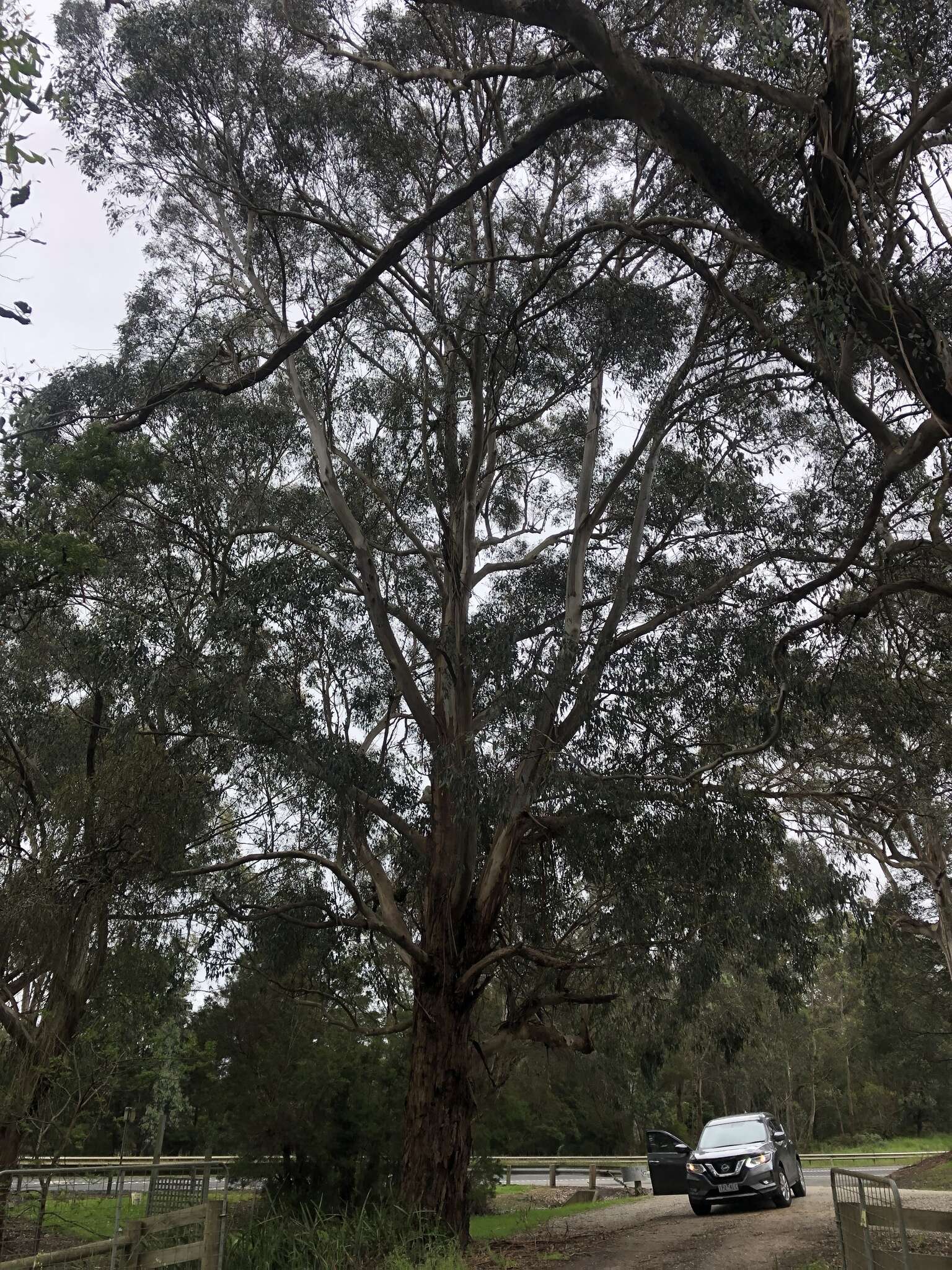 Imagem de Eucalyptus strzeleckii K. Rule