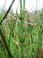 Image of Marsh Horsetail