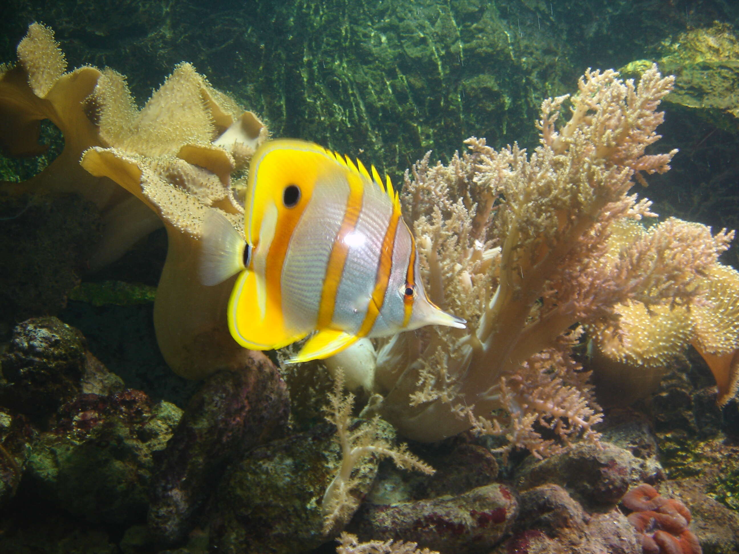 Image of Banded Longsnout Butterflyfish