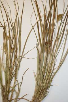 Imagem de Carex sychnocephala J. Carey