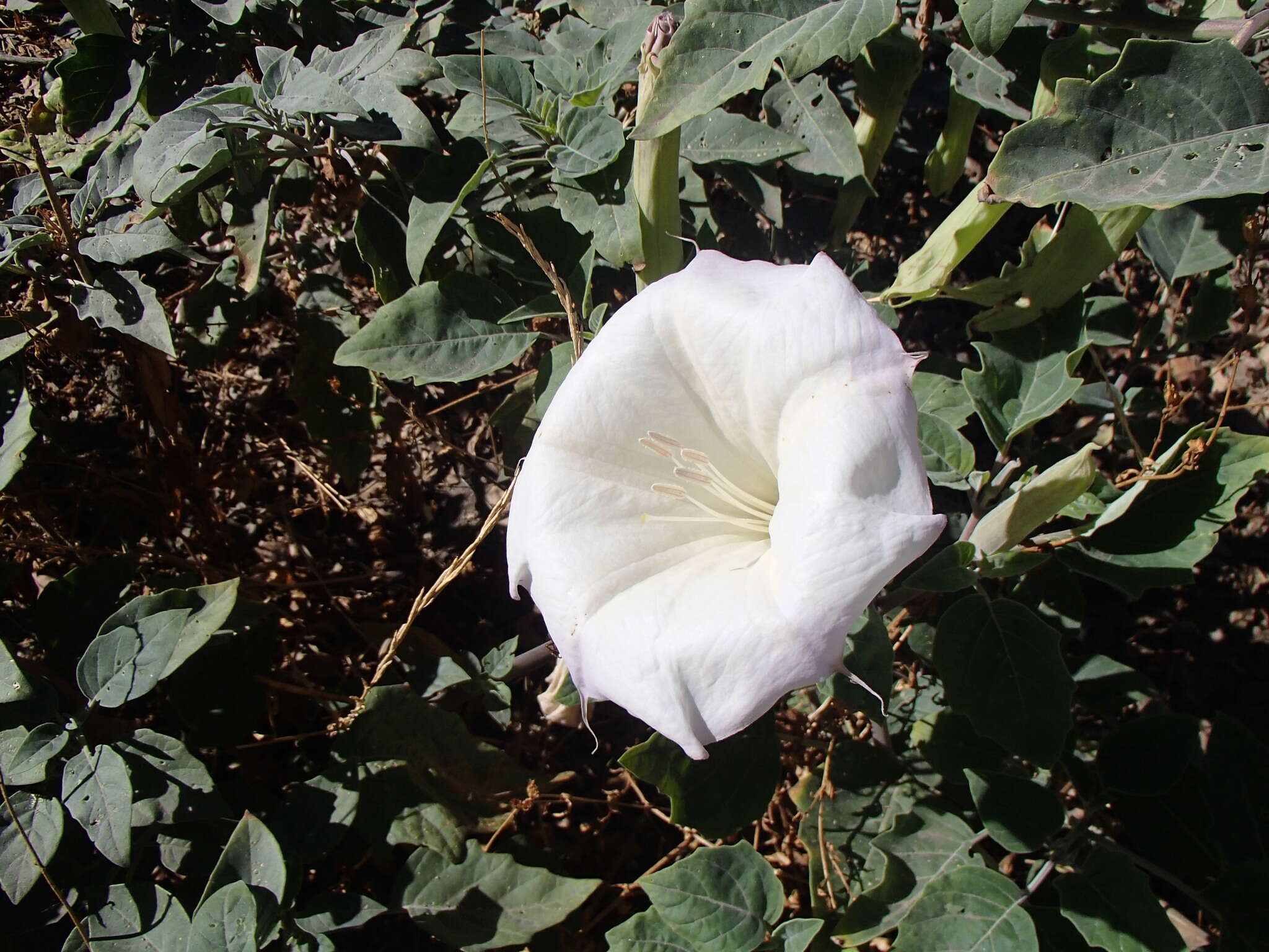 Imagem de Datura wrightii Hort. ex Regel