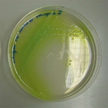 Pseudomonas aeruginosa resmi