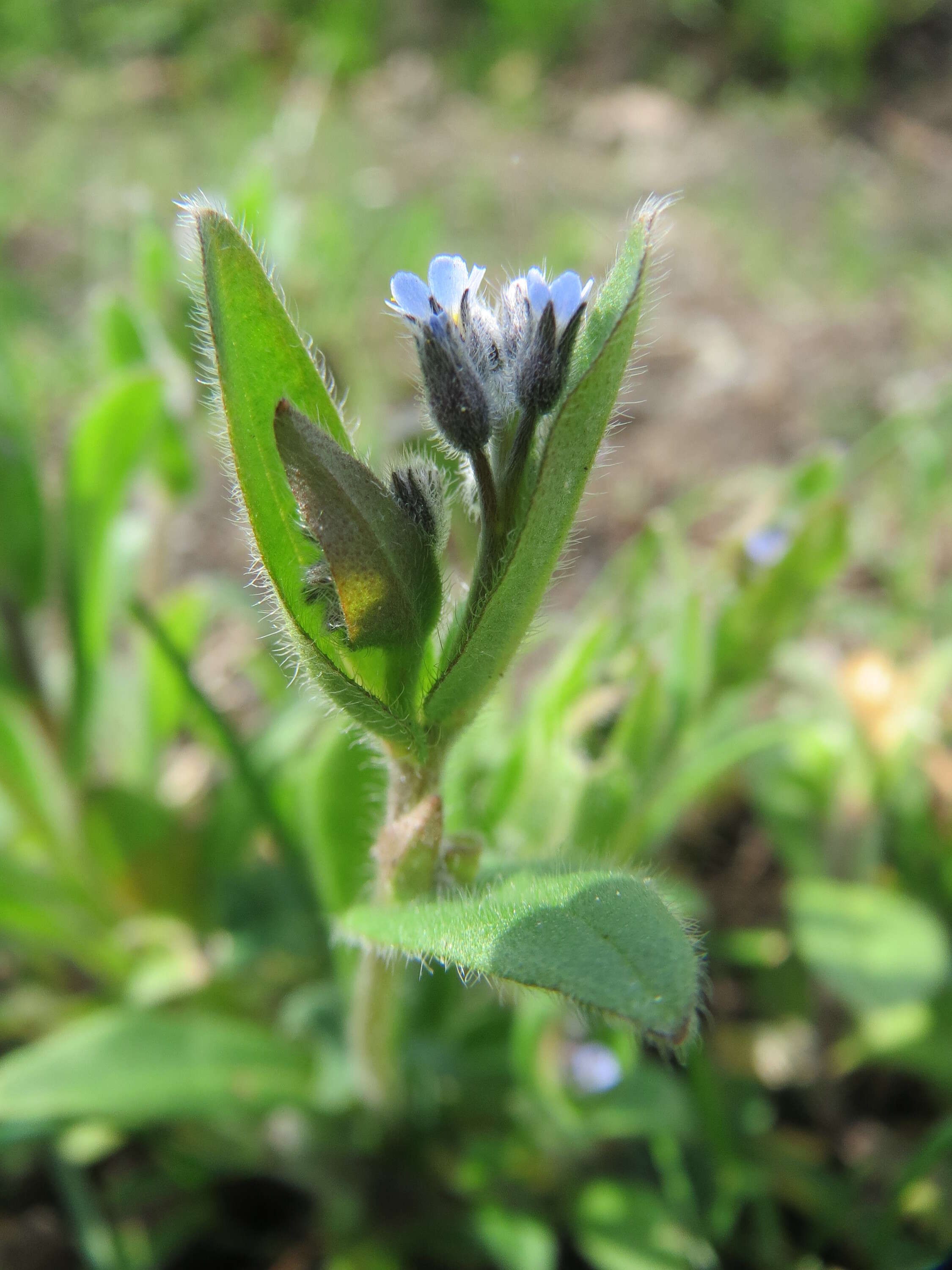 Image of field forget-me-not