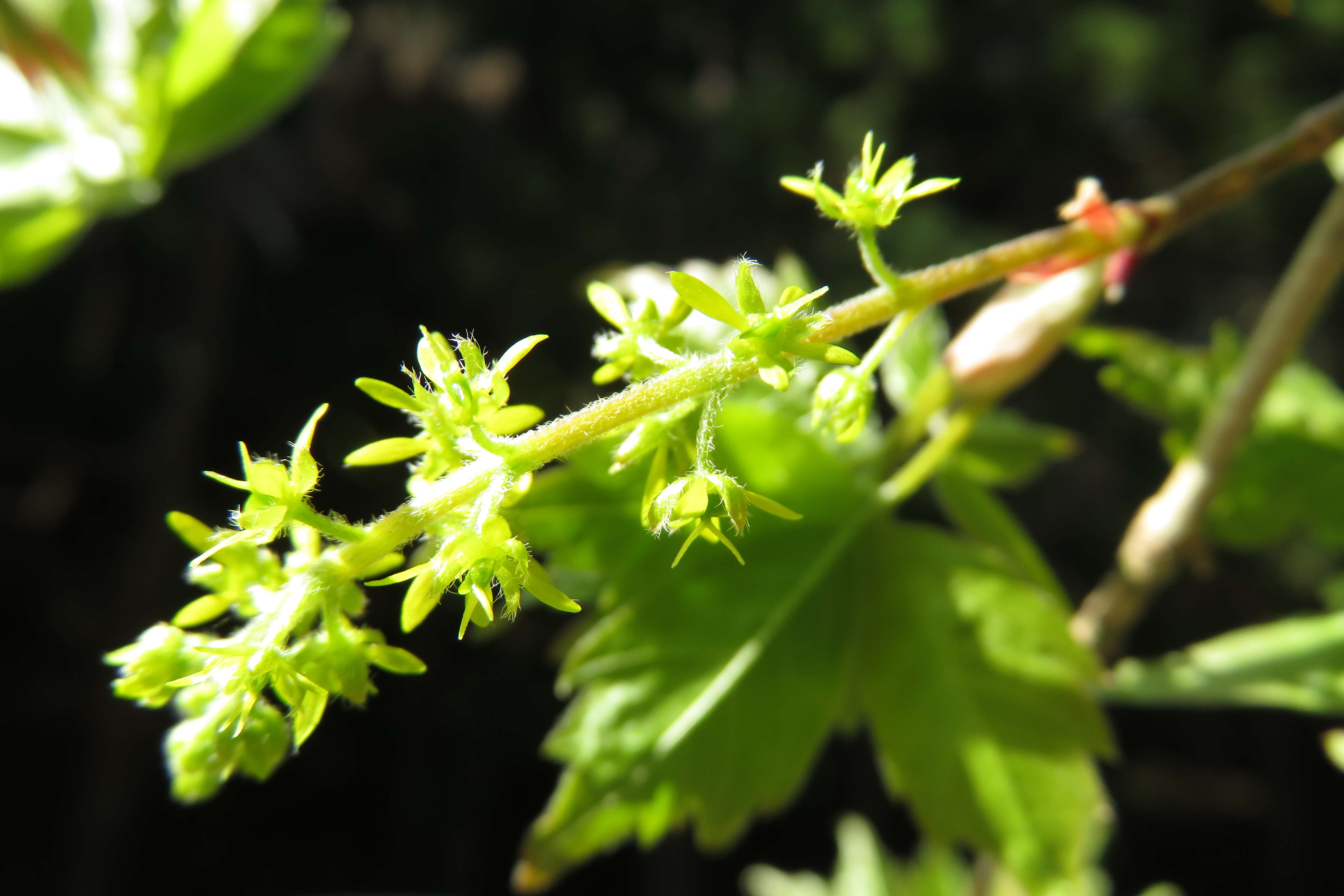 Acer cissifolium (Sieb. & Zucc.) C. Koch resmi