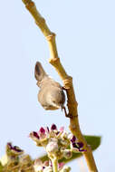 Image of Menetries's Warbler