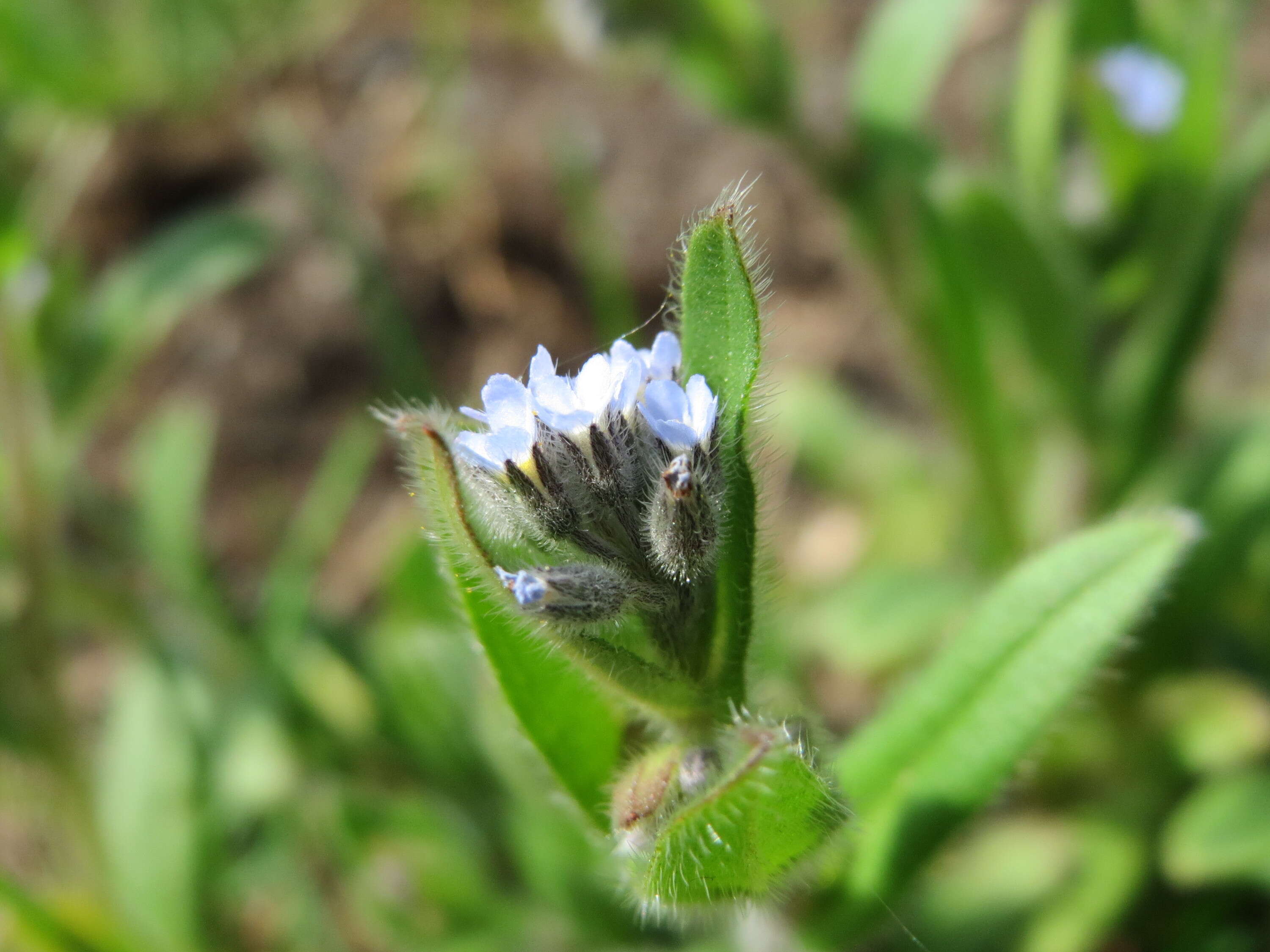 Слика од Myosotis arvensis (L.) Hill