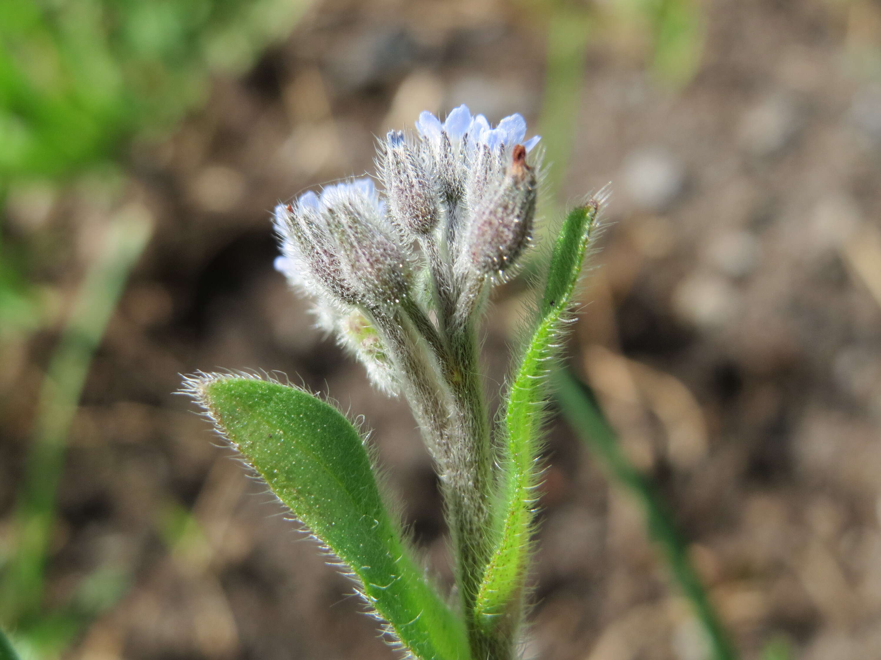 Слика од Myosotis arvensis (L.) Hill