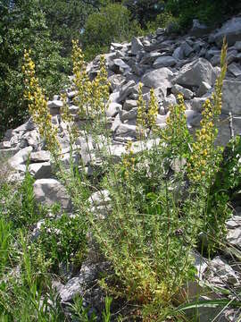 Imagem de Hypericum hyssopifolium Chaix