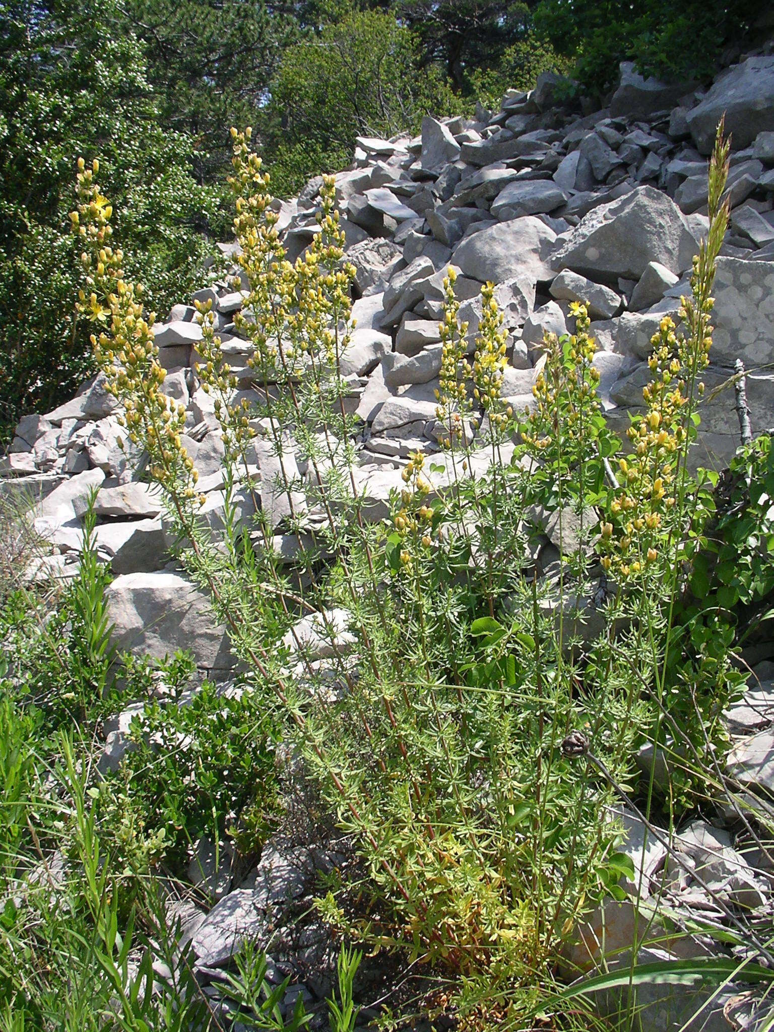 Image of Hypericum hyssopifolium Chaix