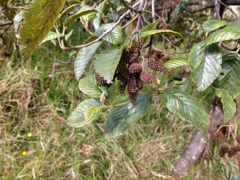 صورة Alnus acuminata Kunth