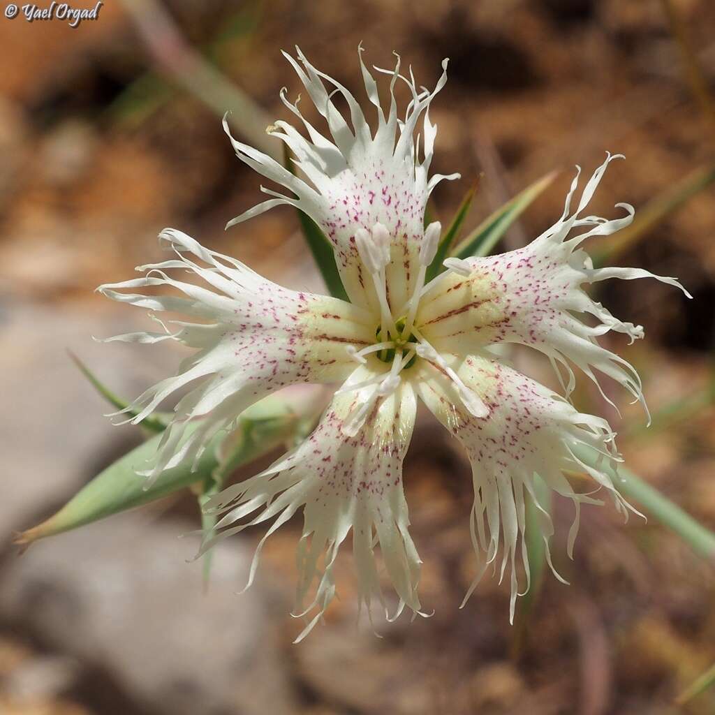 Image of Dianthus libanotis Labill.