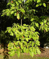 Image of oak