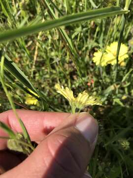 Image of hayfield tarweed