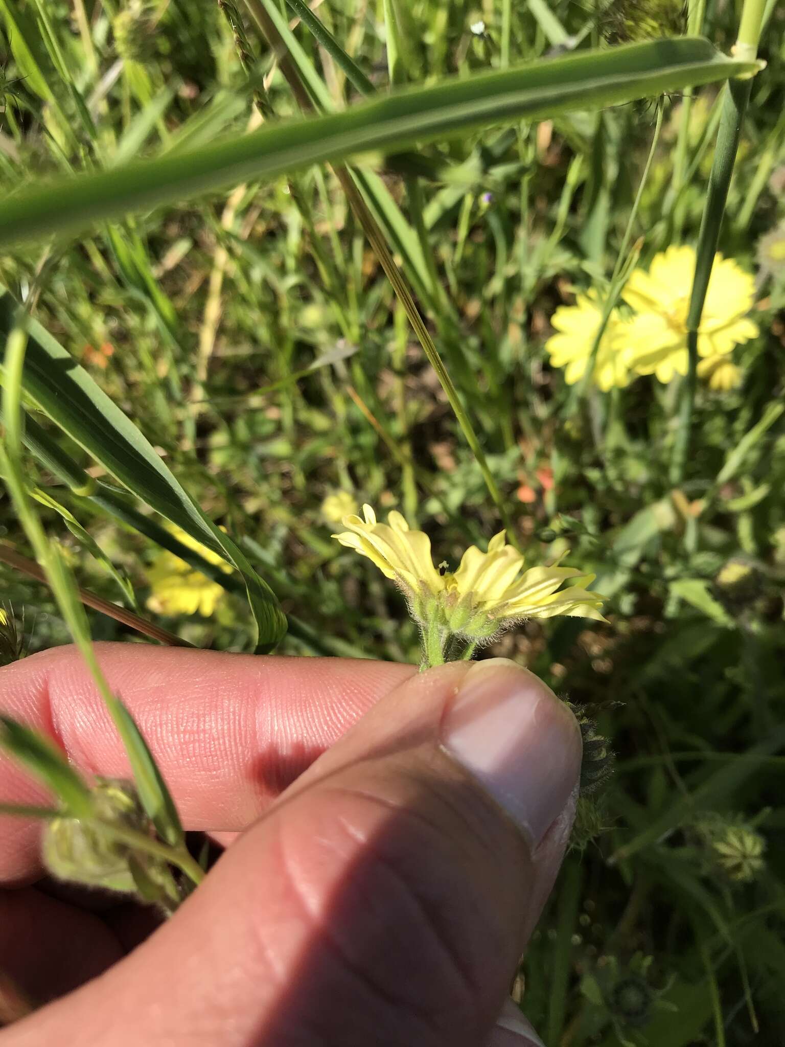 Image of hayfield tarweed