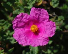 Image of Cistus creticus L.