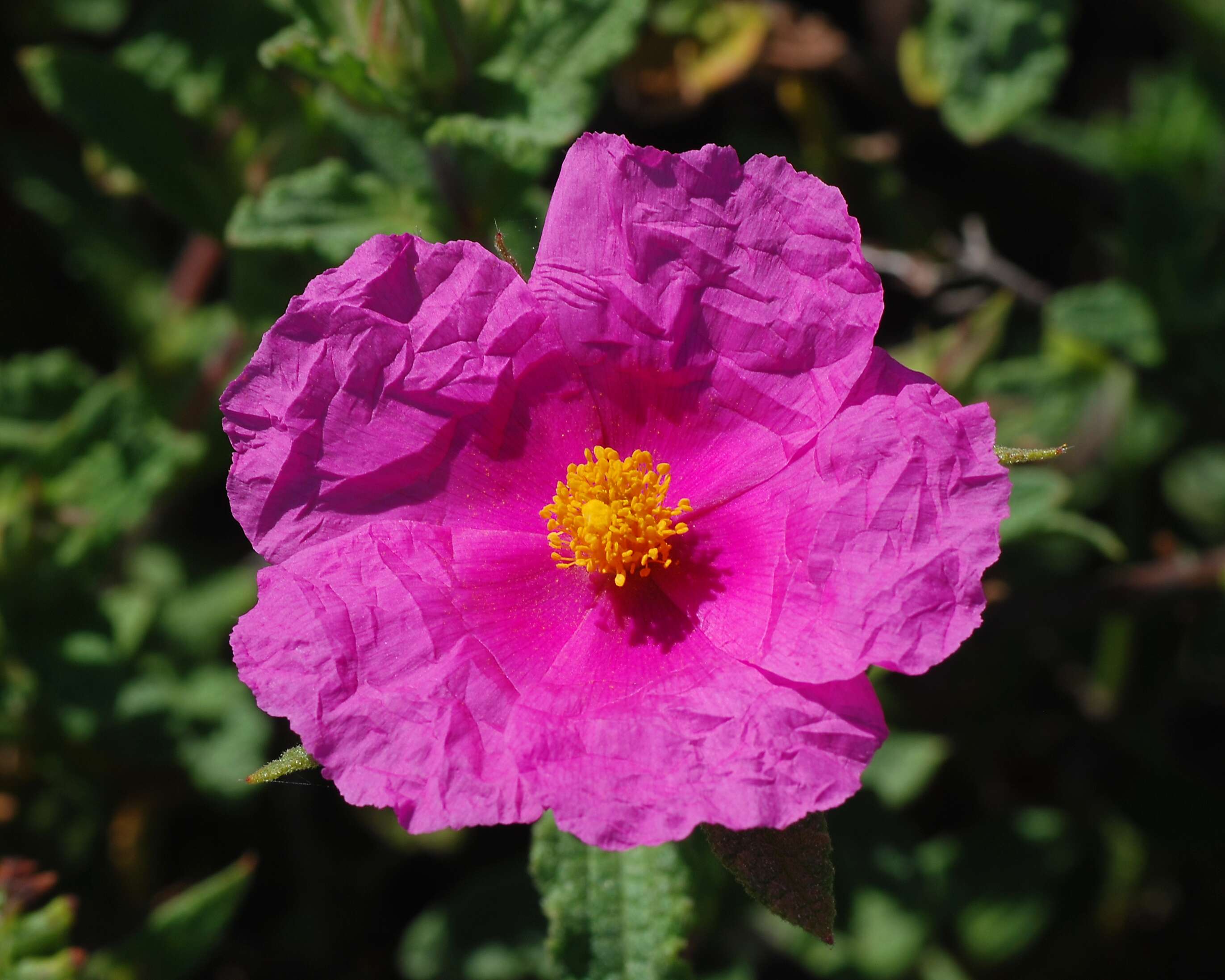 Image of Cistus creticus L.