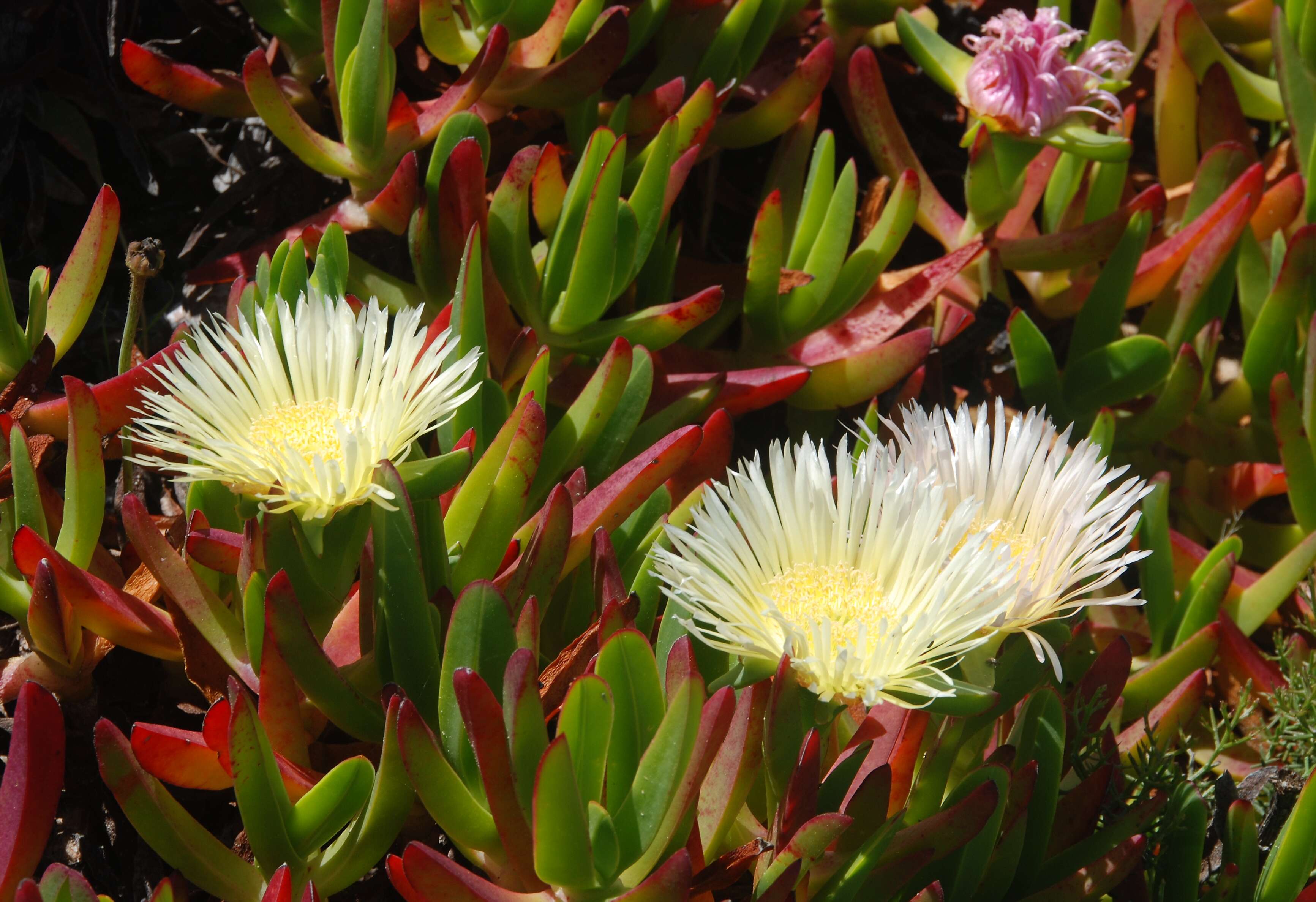 Imagem de Carpobrotus edulis (L.) N. E. Br.