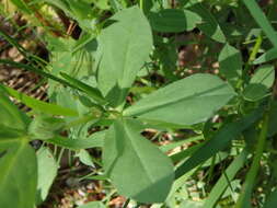 Image of dragon's teeth