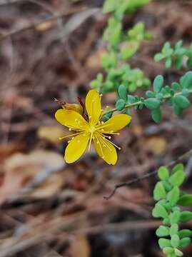 Image of Hypericum thymifolium Banks & Sol.