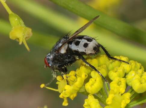 Image of spotted flesh fly